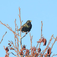 European Starling