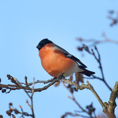 Eurasian bullfinch