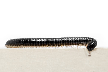 Nahaufnahme eines krabbelnden schwarzer Tausendfüßlers 