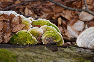 Eine Pilzart an einem Baumstamm im Wald