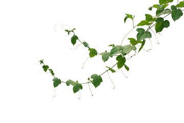 Wild maracuja or bush passion fruit (Passiflora foetida) green leaves creeping vines ivy plant isolated on white background, clipping path included.