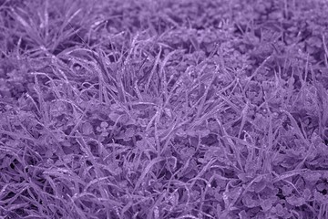 Water drops on fresh artistc grass background. Green grass background