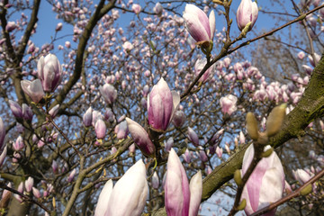 Macroshot of a pink magnolia against a blue sky in spring