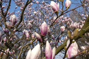 Papier Peint photo autocollant Magnolia Macroshot of a pink magnolia against a blue sky in spring