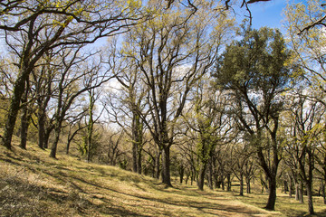 Obraz premium Carrascal