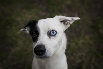 portrait of surprised dog with blue eye