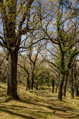 Fototapeta premium Carrascal