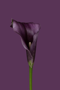 Calla lily on purple