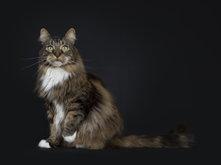 Fototapeta na wymiar Big adult black tabby Maine Coon cat sitting side ways with one paw lifted in air isolated on black background looking at camera