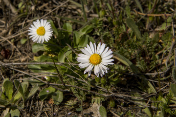 Margaritas silvestres