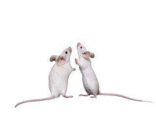 Two lovely white mice.