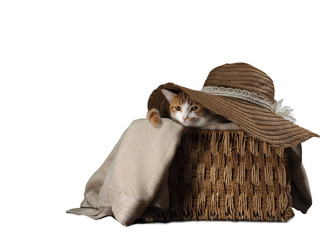 Cute cat in a box under a summer hat on a white background.