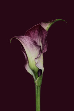 Purple calla lily on purple