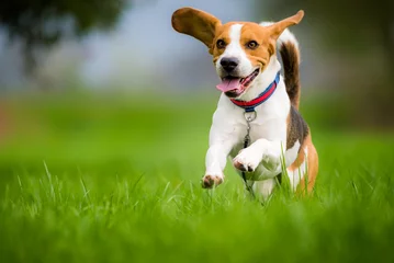 Fototapeten Beagle-Hund läuft durch grüne Wiese © Przemyslaw Iciak