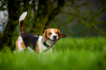 Beagle dog in a field