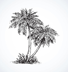 Palm on beach.  Vector drawing