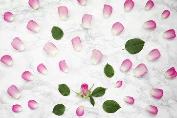 Pink rose flowers on marble background