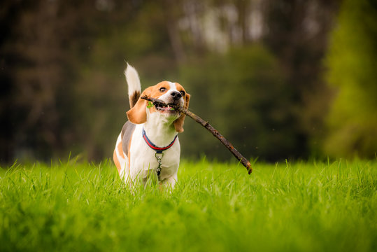 Beagle dog in a field runs with a stick. Canine concept. Dog in nature.