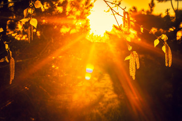 Sunset rays of the sun illuminate the birch branches