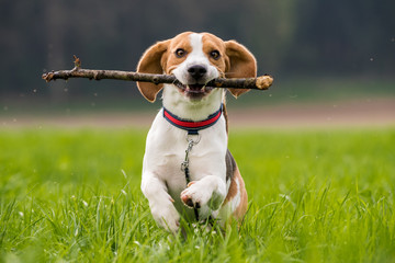 Beagle dog in a field runs with a stick towards camera. Animal background