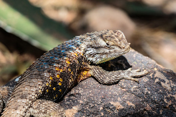 Desert Spiny Lizard sunning on a dark colored rock, with brightly colored scales, head turned towards camera. In Arizona's Sonoran desert. 