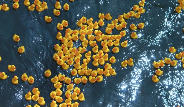 gummienten in gelb im Wasser