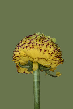 Ranunculus against plain background, yellow and green