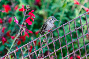 Young Anna's Hummingbird (calypte anna) perched on a metal fence with bright red flowers in the background, in Arizona's Sonoran Desert. 