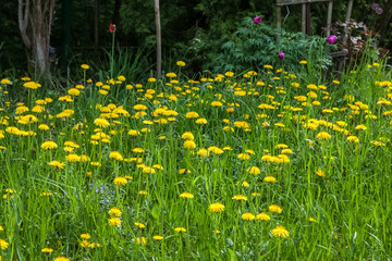 Wildflowers