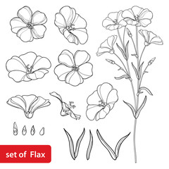 Vector set with outline Flax or Linseed or Linum flower bunch, bud and leaf in black isolated on white background. Ornate cultivated Flax plant in contour style for summer design and coloring book. 