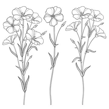 Vector set with outline Flax plant or Linseed or Linum flowers bunch, bud and leaf in black isolated on white background. Ornate cultivated Flax in contour style for summer design and coloring book. 