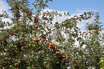 Appletree