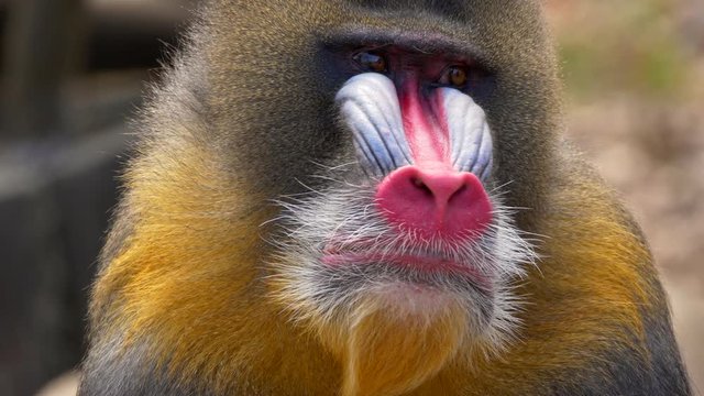 Mandrill (Mandrillus sphinx) yawning