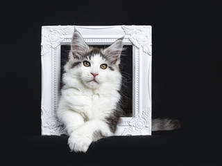 Black tabby with white Maine Coon cat / kitten laying through white photo frame isolated on black background
