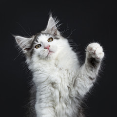 Head shot Black tabby with white Maine Coon cat / kitten  isolated on black background with one paw...