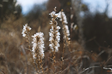 Autumn sunlight on delicate wild weed flowers for nature background.