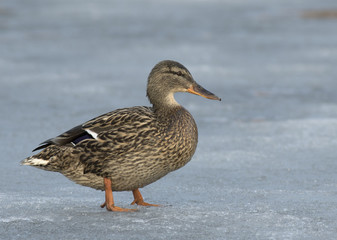 Mallard on the ice