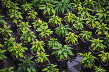 Seedling of pepper bushes in pots, gardening and agriculture farming green background