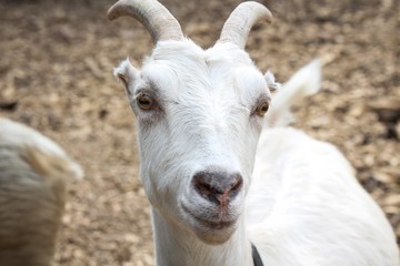 Farm Raised White Goat