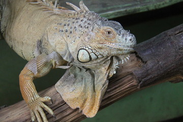 A Large Tropical Green Iguana Reptile Lizard.