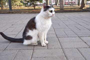 homeless cat sitting on the sidewalk