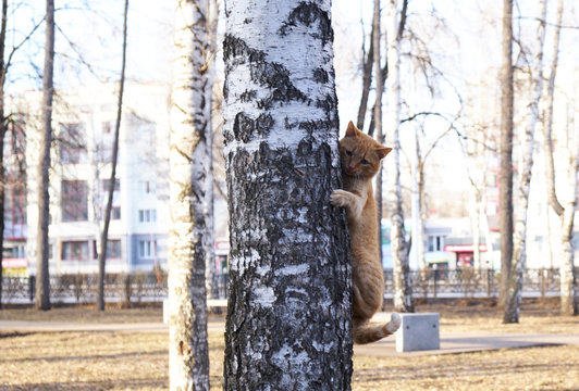 Red Cat Climbing Up The Tree Birch