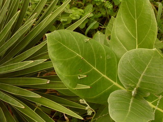 Natureza cruel 