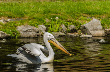 Fototapeta na wymiar pelikan in einem teich
