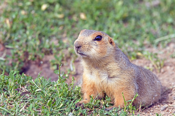 cute little gopher sitting on a green meadow