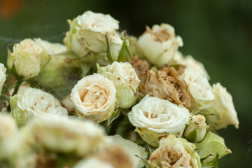Nature background with bouquet of light cream-colored roses. Tender bouquet of blossoming flowers.