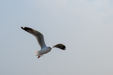 Seagulls are flying at the sea.