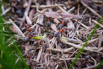 Ants (Formicidae)