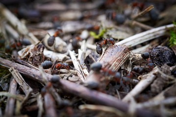 Ants (Formicidae)
