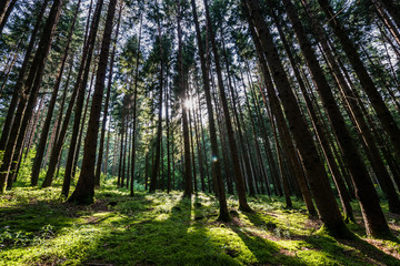 Obraz premium Sonne im Wald